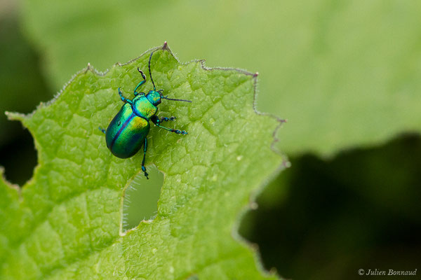 (Oreina speciosissima) (adulte) (Station de ski de Gourette, Eaux Bonnes (65), France, le 15/06/2020)