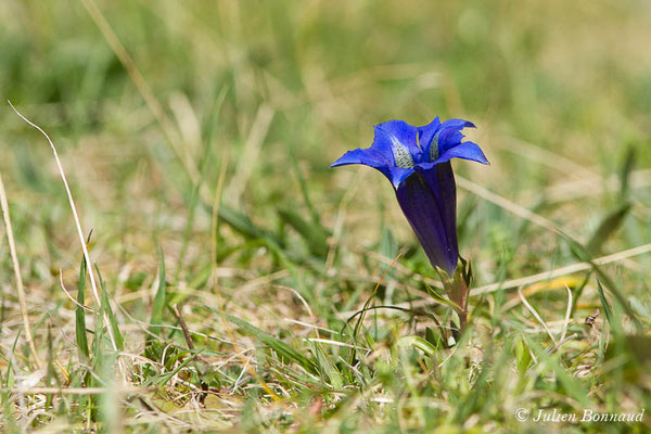 Gentiane occidentale — Gentiana occidentalis Jakow., 1899, (Etsaut (64), France, le 22/04/2021)