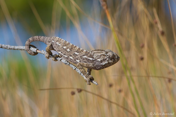 Caméléon commun — Chamaeleo chamaeleon (Linnaeus, 1758)