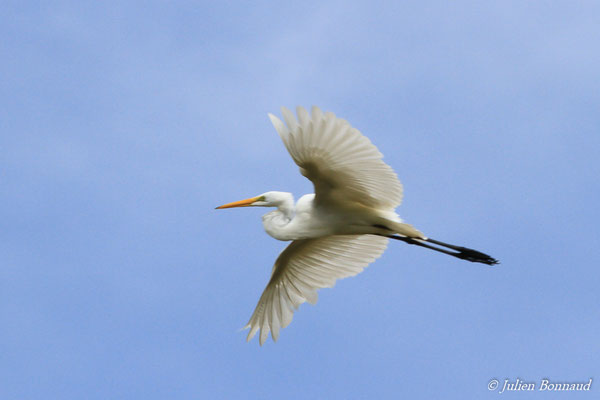 Grande Aigrette — Ardea alba Linnaeus, (Matiti, Guyane, le 15/04/2016)
