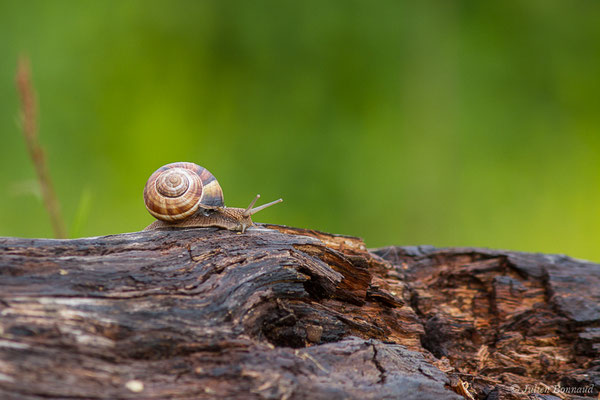 Escargot turc — Helix lucorum Linnaeus, 1758