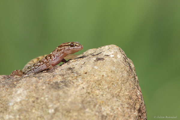 Saurodactyle à bandes — Saurodactylus fasciatus Werner, 1931, (Site archéologique de Volubilis, Fertassa (Fès-Meknès), Maroc, le 22/02/2023)