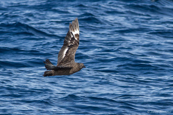 Grand Labbe – Stercorarius skua (Brünnich, 1764), (Saint-Jean-de-Luz (64), France, le 17/10/2020)