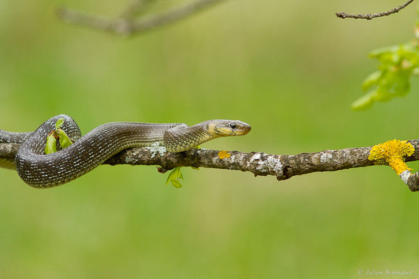 Couleuvre d'Esculape — Zamenis longissimus (Laurenti, 1768)