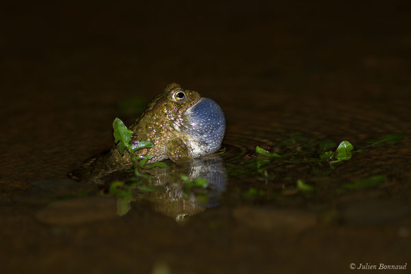 Crapaud calamite — Epidalea calamita (Laurenti, 1768)