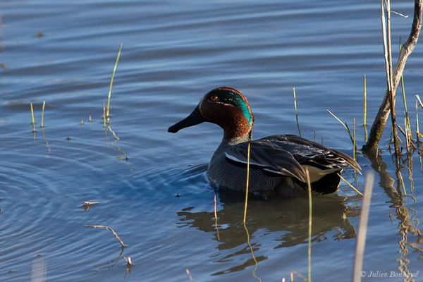Sarcelle d'hiver — Anas crecca Linnaeus, 1758, (Parc ornithologique de Pont de Gau (13), France, le 20/02/2020)
