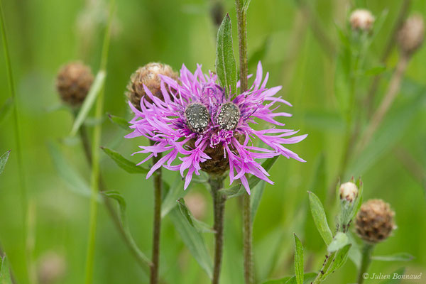 Centaurée de Debeaux — Centaurea decipiens Thuill., 1799