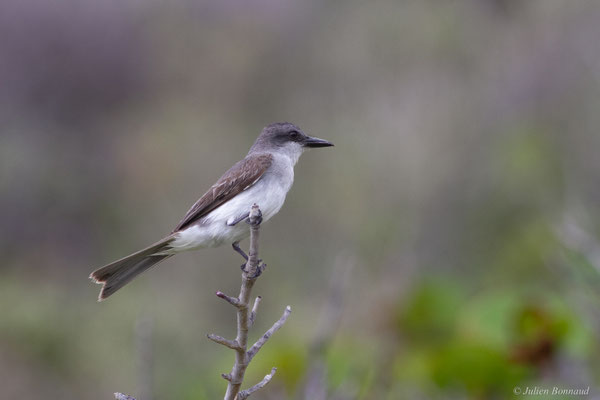 Tyran gris — Tyrannus dominicensis vorax Vieillot, 1819