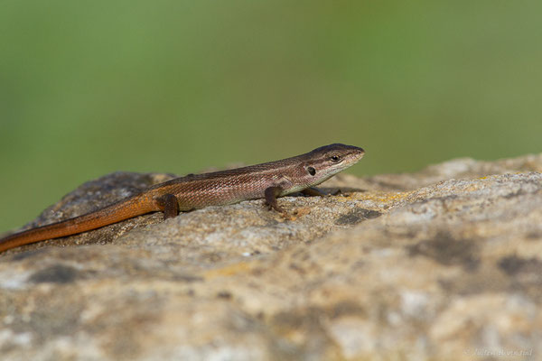 Psammodrome algire — Psammodromus algirus (Linnaeus, 1758)