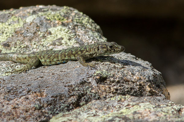 Lézard de Bedriaga — Archaeolacerta bedriagae (Camerano, 1885)
