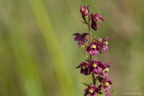 Épipactis rouge sombre — Epipactis atrorubens (Hoffm.) Besser, 1809