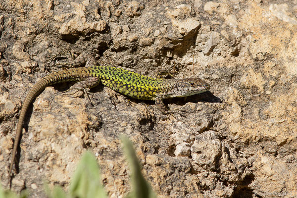 Lézard de Vaucher — Podarcis vaucheri (Boulenger, 1905)