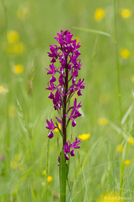 Orchis à fleurs lâches — Anacamptis laxiflora (Lam.) R.M.Bateman, Pridgeon & M.W.Chase, 1997