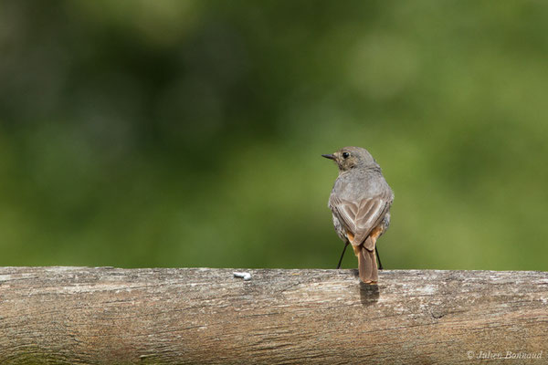 Rougequeue noir — Phoenicurus ochruros (Gmelin, SG, 1774), (Agos-Vidalos (65), France, le 25/05/2018)