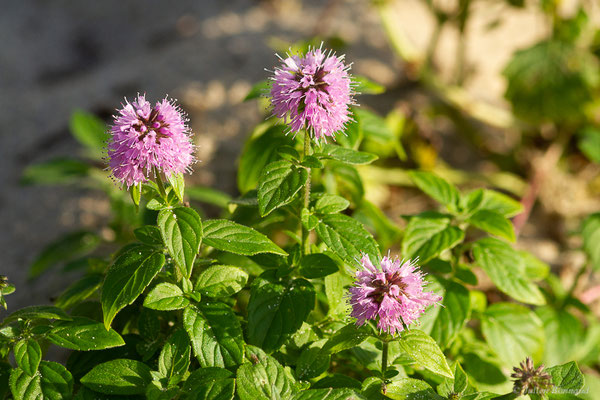 Menthe aquatique — Mentha aquatica L., 1753, (Sanguinet (33), France, le 17/10/2022)