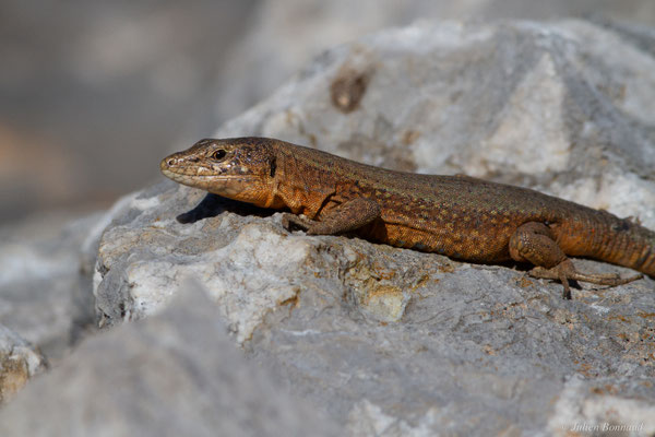 Lézard des Baléares — Podarcis lilfordi (Günther, 1874)