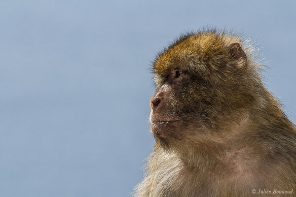 Magot, Macaque berbère, Macaque de Barbarie — Macaca sylvanus (Linnaeus, 1758)