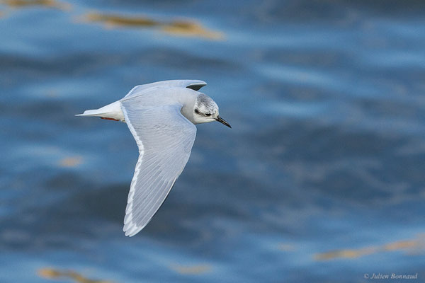Mouette pygmée — Hydrocoloeus minutus (Pallas, 1776), (Capbreton (40), France, le 02/12/2022)