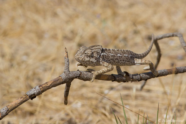 Caméléon commun — Chamaeleo chamaeleon (Linnaeus, 1758), (Ria Formosa (Faro), (Algarve), Portugal, le 01/09/2018)