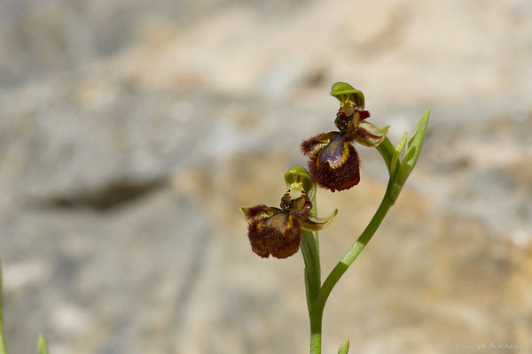 Ophrys miroir — Ophrys speculum Link, 1799, (Urdos (64), France, le 07/05/2022)