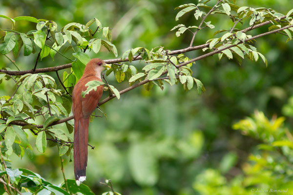 Piaye écureuil — Piaya cayana (Linnaeus, 1766)