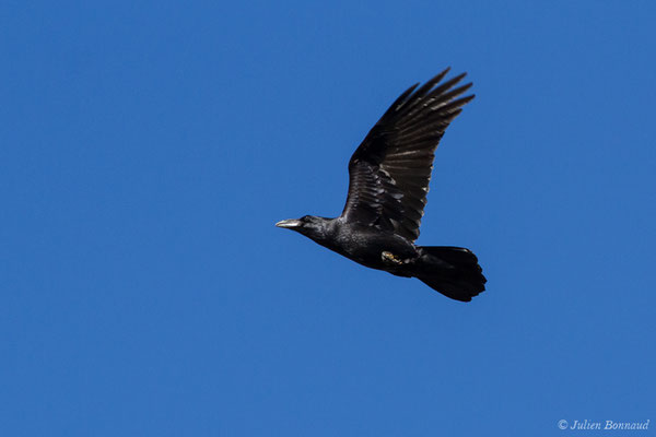 Grand Corbeau (Corvus corax) (Pihourc, Lieoux (31), France, le 24/10/2018)