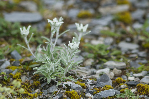 Edelweiss — Leontopodium nivale (Ten.) ALPHuet ex Hand.-Mazz., 1927, (Station de ski de Gourette, Eaux Bonnes (65), France, le 15/06/2020)