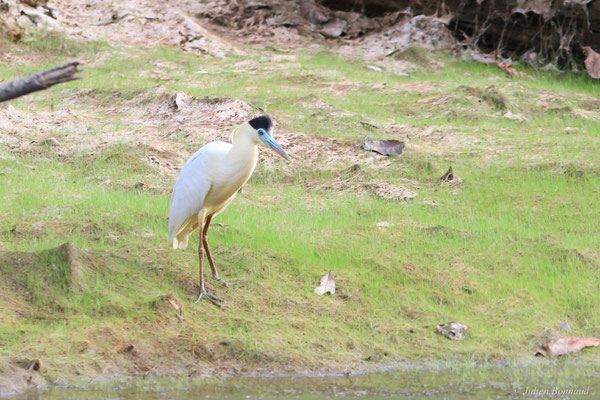 Héron coiffé — Pilherodius pileatus (Boddaert, 1783), (Petit-Saut, Kourou, Guyane, le 09/11/2015)
