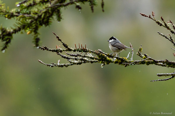 Mésange noire — Periparus ater (Linnaeus, 1758), (Etsaut (64), France, le 20/04/2022)