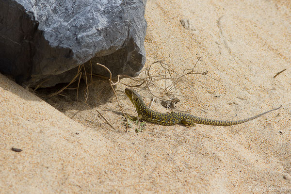 Lézard ocellé — Timon lepidus (Daudin, 1802), (femelle adulte) (Tarnos (64), France, le 13/03/2020)