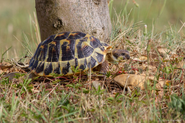 Tortue d'Hermann — Testudo hermanni (Gmelin, 1789), (animal captif)