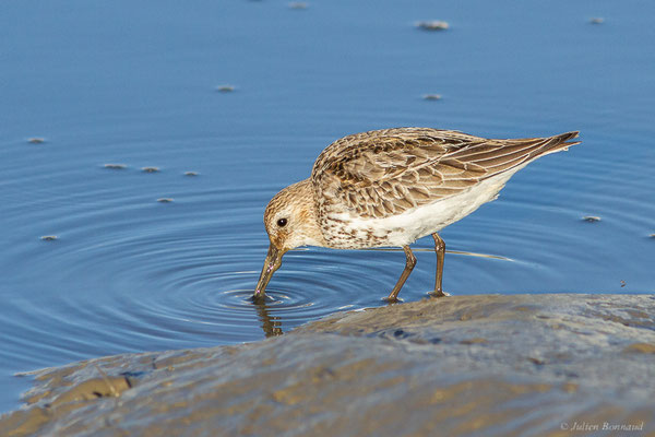 Bécasseau variable — Calidris alpina (Linnaeus, 1758), (Andernos-les-Bains (33), France, le 10/12/2022)