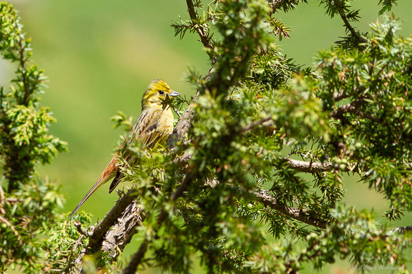 Bruant jaune — Emberiza citrinella Linnaeus, 1758, (station de ski de Gourette, Eaux-Bonnes (64), France, le 17/05/2022)