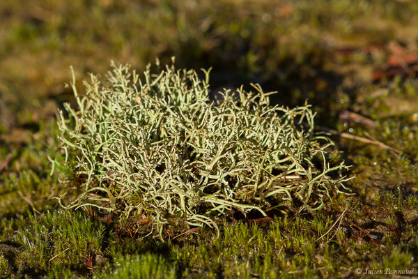 Cladonia portentosa (Lacommande (64), France, le 08/01/2020)