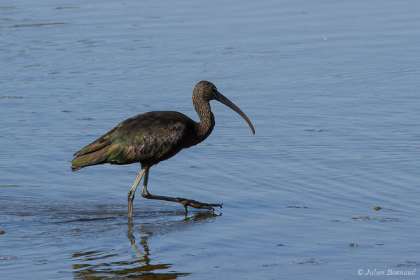 Ibis falcinelle — Plegadis falcinellus (Linnaeus, 1766), (Marais de l'Odiel, Palos de la Frontera (Andalousie), le 07/08/2020)