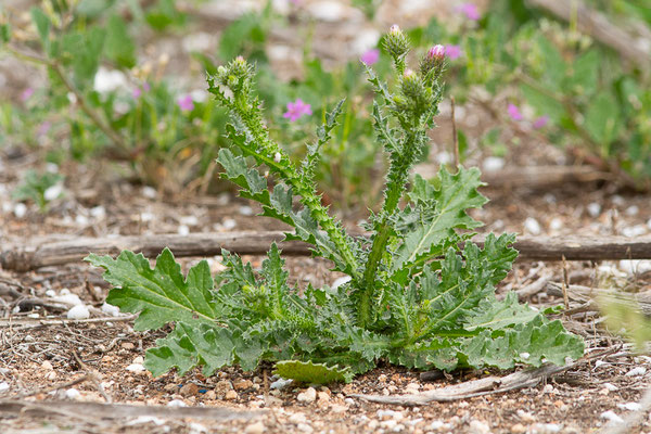 Chardon crepu — Carduus crispus L., 1753, (Casablanca (Casablanca-Settat), Maroc, le 23/03/2024)