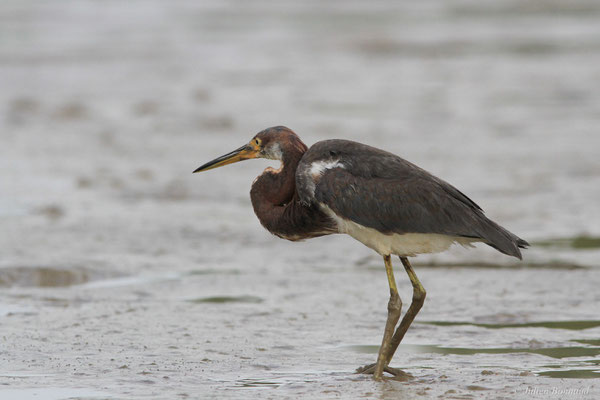 Aigrette tricolore — Egretta tricolor (Statius Müller, 1776), (immature), (Dégrad de Guatémala, Guyane, le 02/01/2016)