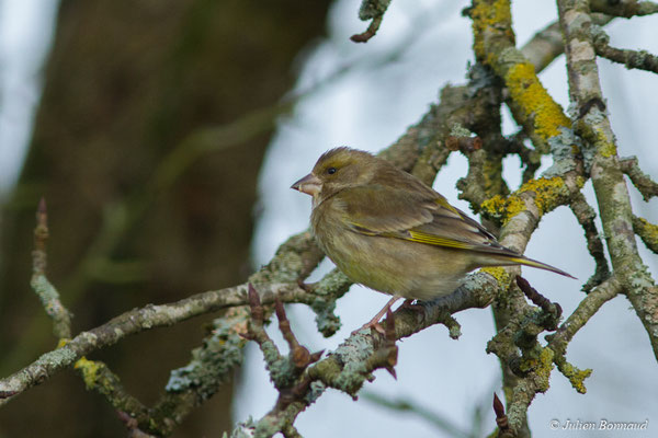 Verdier d'Europe — Chloris chloris (Linnaeus, 1758), (femelle adulte) (Pontivy (56), France, le 02/02/2018)