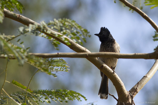 Bulbul à ventre rouge — Pycnonotus cafer (Linnaeus, 1766), (Oasis Park, Fuerteventura, (Iles Canaries, Espagne), le 16/02/2022)