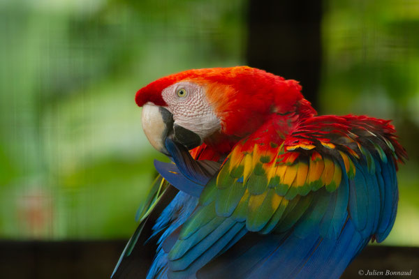 Ara rouge — Ara macao (Linnaeus, 1758), (Zoo de Guyane, le 14/08/2016)