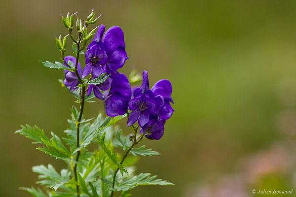 Aconit panaché, Aconit à bec — Aconitum variegatum L., 1753