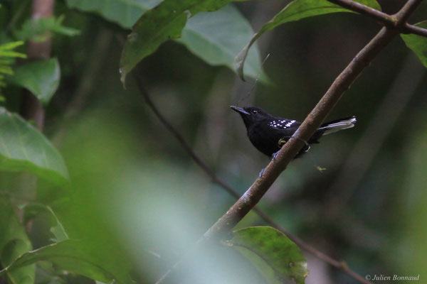 Grisin étoilé — Microrhopias quixensis (Cornalia, 1849), (Crique Gervais, Guyane, le 17/03/2016)