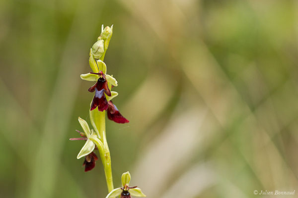 Ophrys mouche — Ophrys insectifera L., 1753