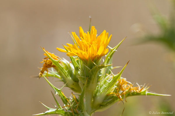 Scolyme d'Espagne ou Chardon d'Espagne — Scolymus hispanicus L., 1753, (Villafáfila (Castille-et-Léon), Espagne, le 01/08/2020)