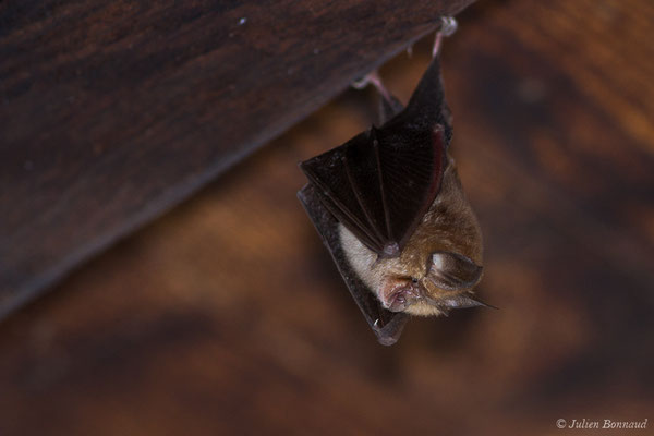 Petit rhinolophe – Rhinolophus hipposideros (Borkhausen, 1797), (Parbayse (64), France, le 22/08/2019)