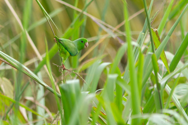 Toui été — Forpus passerinus (Linnaeus, 1758), (village Terre Rouge, Saint-Laurent du Maroni, Guyane, le 16/09/2016)