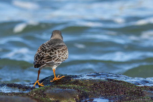 Bécasseau violet — Calidris maritima (Brünnich, 1764), (Tarnos (64), France, le 12/11/2022)