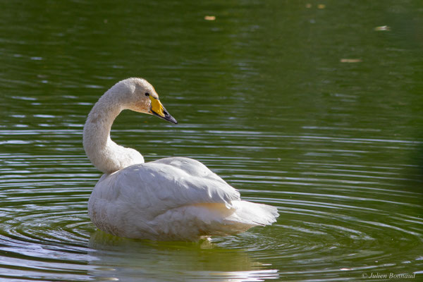 Cygne chanteur — Cygnus cygnus (Linnaeus, 1758), (Parc écologique de Plaiaundi, Irun (Pays basque), Espagne, le 11/11/2025)