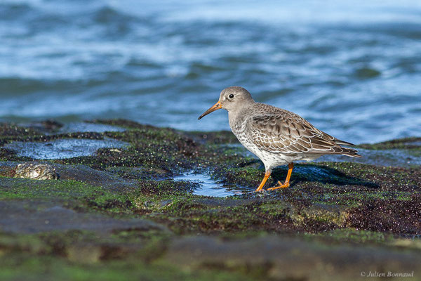 Bécasseau violet — Calidris maritima (Brünnich, 1764), (Tarnos (64), France, le 12/11/2022)