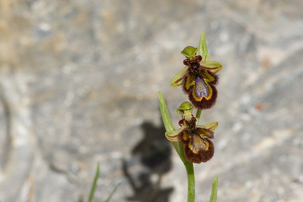 Ophrys miroir — Ophrys speculum Link, 1799